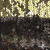 Трикотажное полотно, Сетка с пайетками, шир.130 см, #315, цв.-бронза/золото - купить в Красноярске. Цена 700.46 руб.
